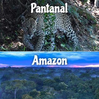 Pantanal & Amazon Adventure Package