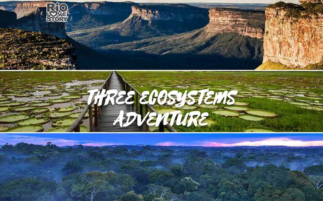 3 Ecosystems